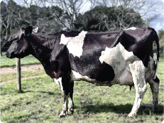 Cow Image