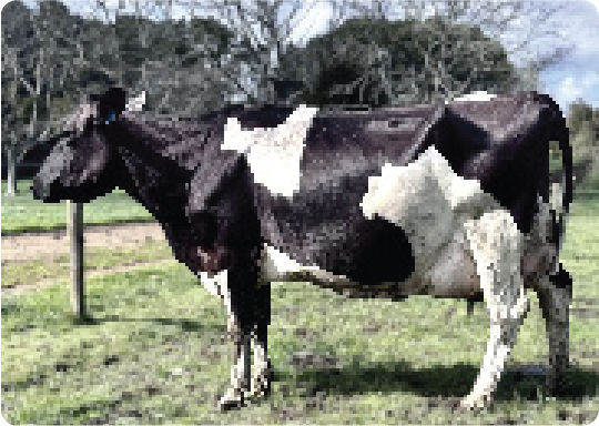 Cow Image