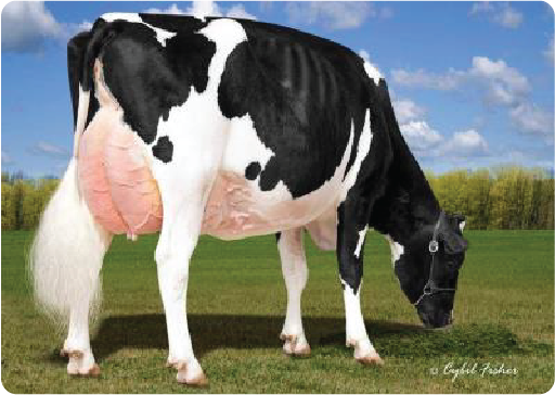 Cow Image
